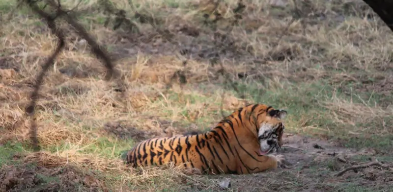 Inside Zone 3 and Zone 4: The Heart of Tiger Territory