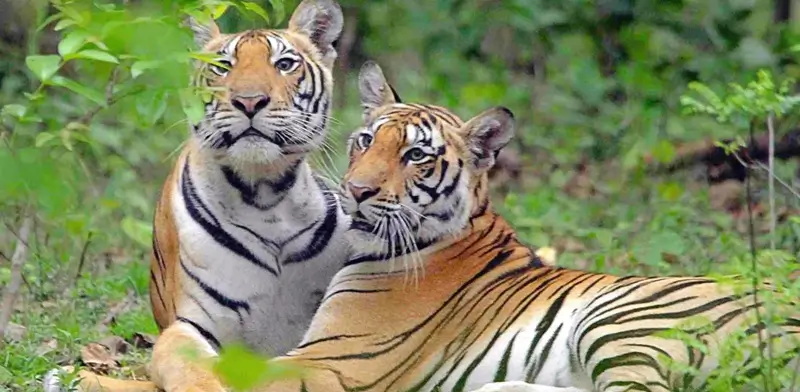 Ranthambore Safari Zones Guide