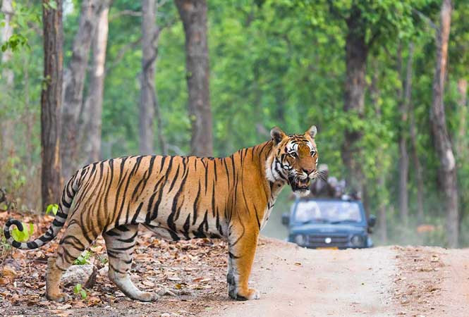 Ranthambore tours packages