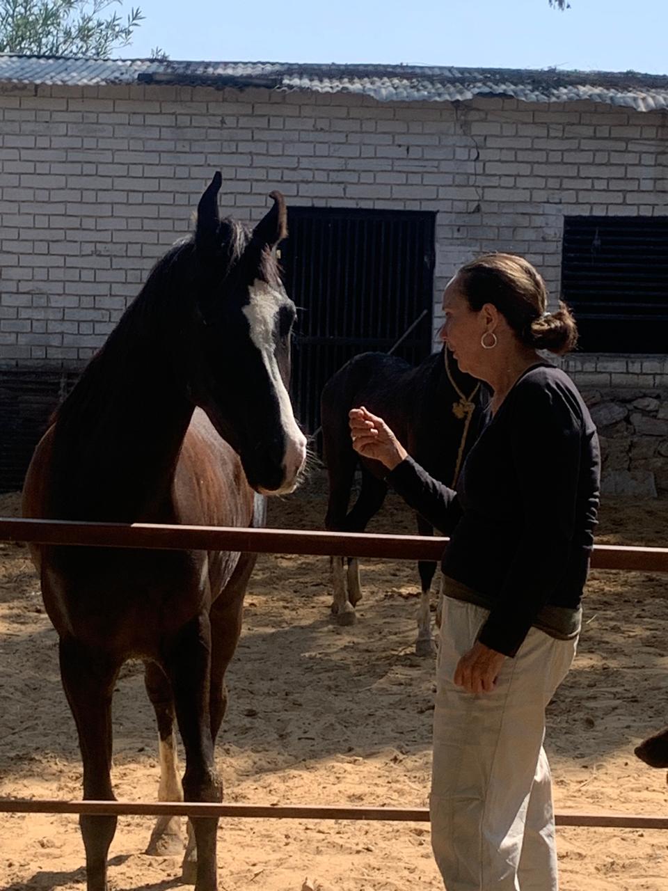Volunteer with Horses