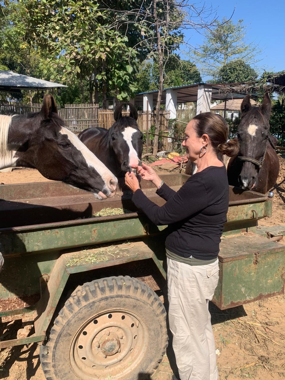 Volunteer with Horses