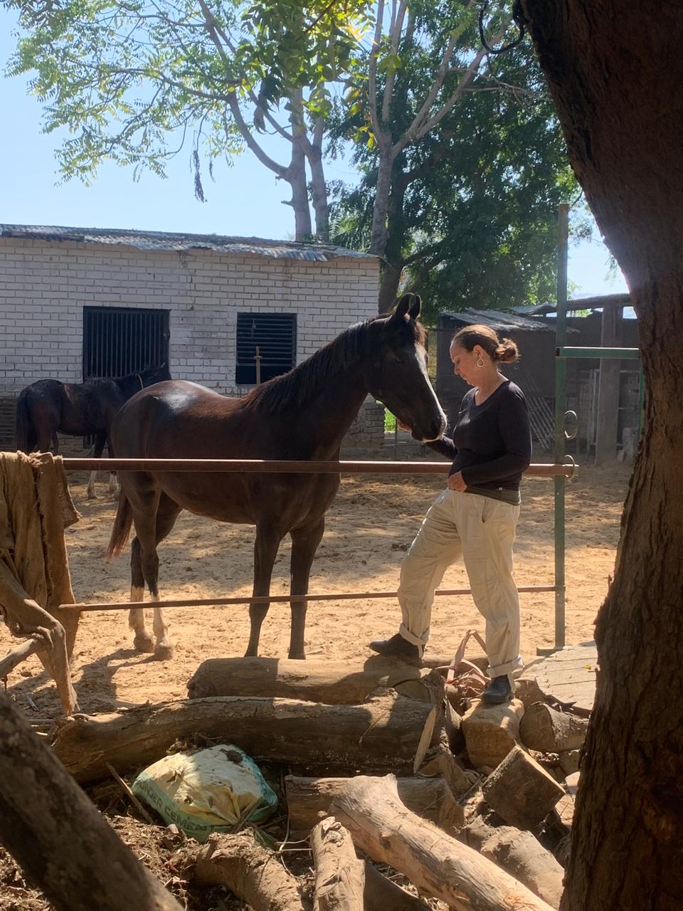 Volunteer with Horses