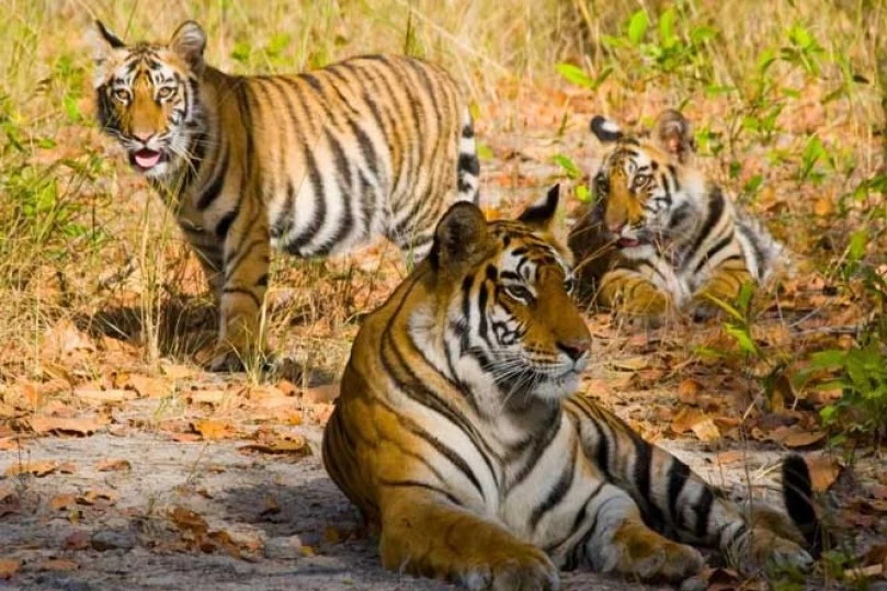 Golden Triangle Tour with Ranthambore