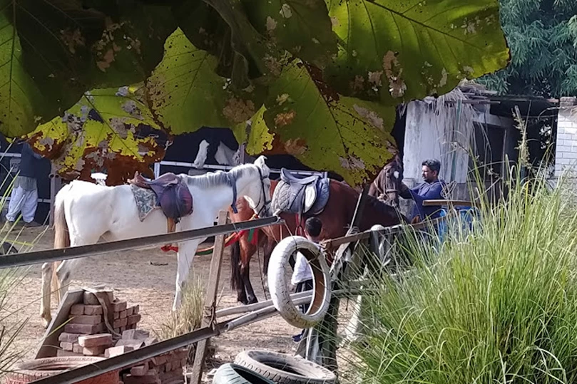 A Day with Marwari Horses in Ranthambore | Royal Horse Experience