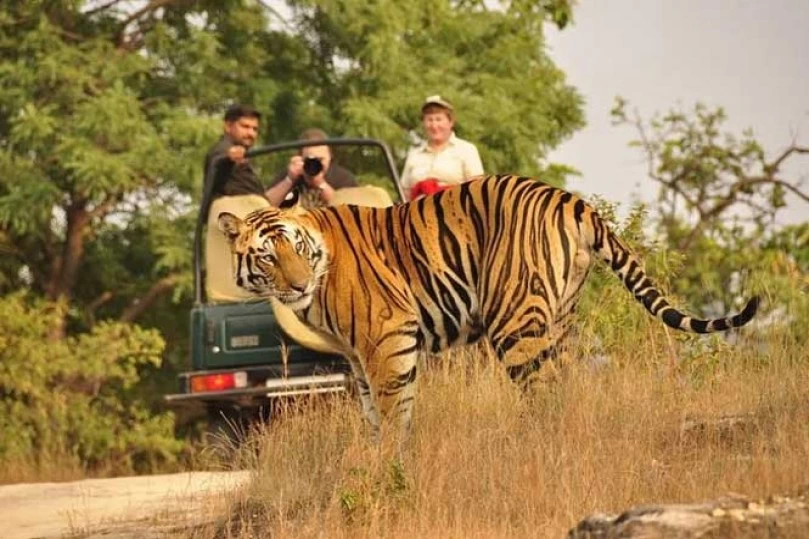 Ranthambore Wildlife Safari Tour