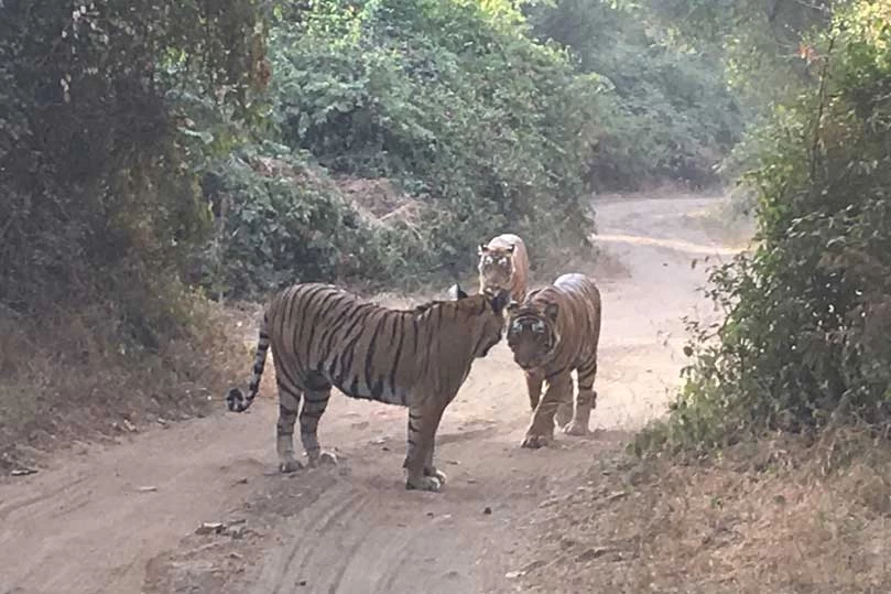 Tiger Safari