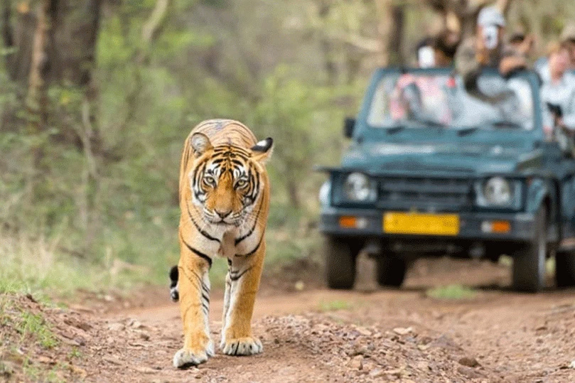 Ranthambore Tiger Resort | Ranthambore Tiger Safari Booking