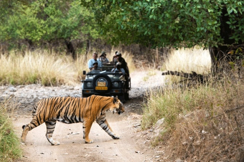 Ranthambore Tiger Resort | Ranthambore Tiger Safari Booking