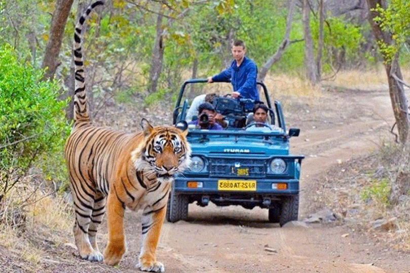 Ranthambore Tiger Resort | Ranthambore Tiger Safari Booking