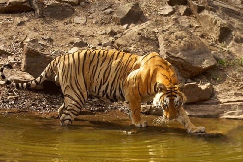 Ranthambore Tiger Resort | Ranthambore Tiger Safari Booking